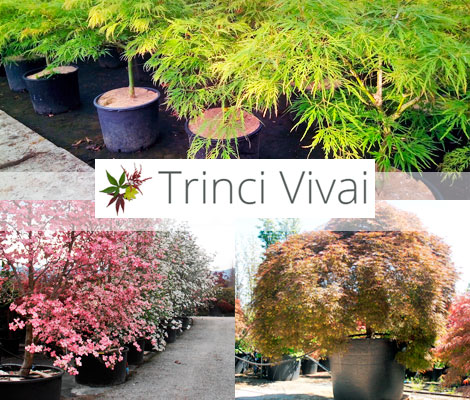 Trinci Vivai Pistoia | Vivaio a Pistoia per Aceri Giapponesi e Cornus